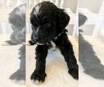 Small Photo #30 Bernedoodle Puppy For Sale in WALNUT GROVE, MO, USA