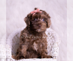 Small Photo #12 Yorkipoo Puppy For Sale in WARSAW, IN, USA