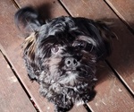 Small Photo #1 ShihPoo Puppy For Sale in GLOUSTER, OH, USA