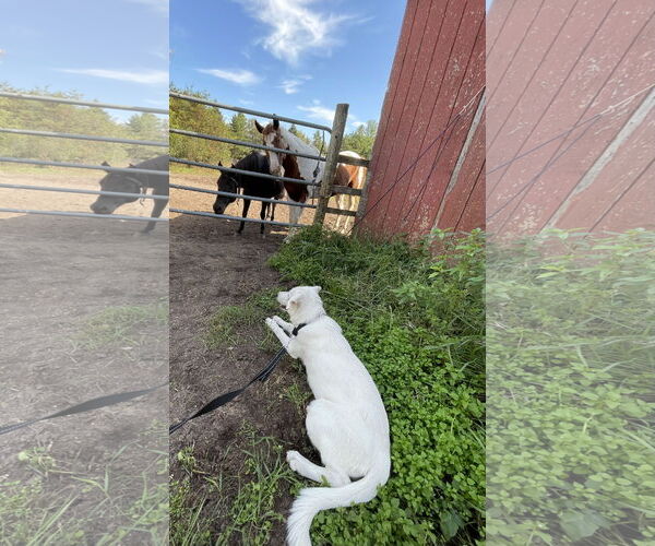 Medium Photo #7 German Shepherd Dog-Great Pyrenees Mix Puppy For Sale in Princeton, MN, USA