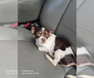 Chihuahua-Unknown Mix Dogs for adoption in San Antonio, TX, USA