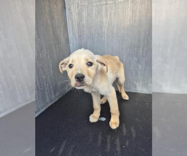 Medium Photo #1 Labrador Retriever-Unknown Mix Puppy For Sale in San Antonio, TX, USA