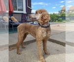 Small Photo #1 Poodle (Standard) Puppy For Sale in MONROEVILLE, PA, USA