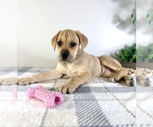 Cane Corso Puppy for sale in GREENFIELD, IN, USA