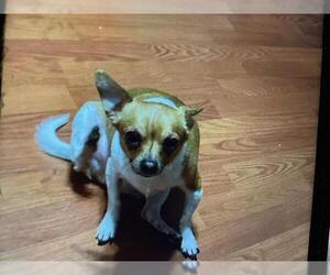 Medium Chihuahua
