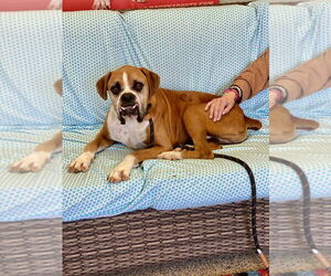Medium Boxer