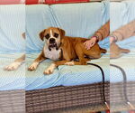 Small Boxer