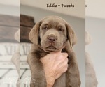 Small Photo #25 Labrador Retriever Puppy For Sale in POCAHONTAS, IL, USA