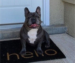 Mother of the French Bulldog puppies born on 05/24/2025