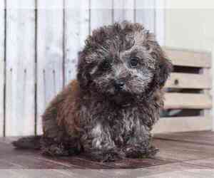 Poodle (Miniature) Puppy for sale in MOUNT VERNON, OH, USA