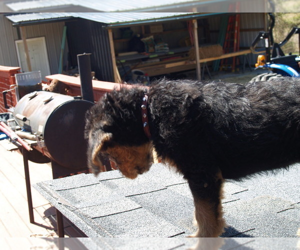 Medium Photo #8 Airedale Terrier Puppy For Sale in CHARLESTOWN, IN, USA