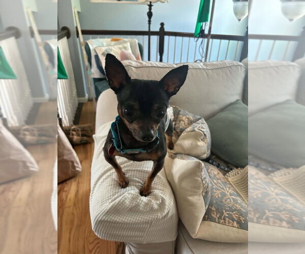 Medium Photo #2 Chihuahua-Unknown Mix Puppy For Sale in Springdale, PA, USA