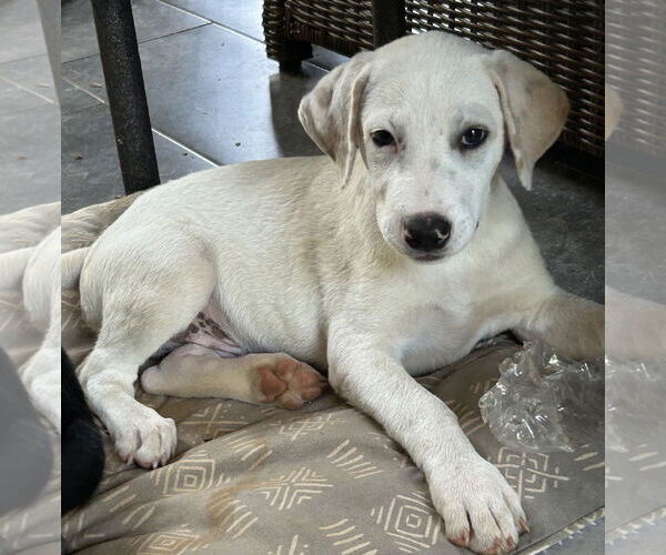Medium Photo #2 Labrador Retriever-Unknown Mix Puppy For Sale in Rockaway, NJ, USA