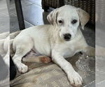 Small #1 Labrador Retriever Mix