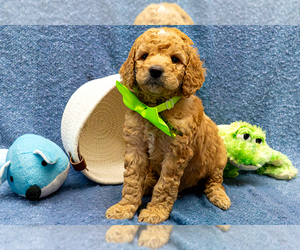 Goldendoodle (Miniature) Puppy for sale in ROY, UT, USA
