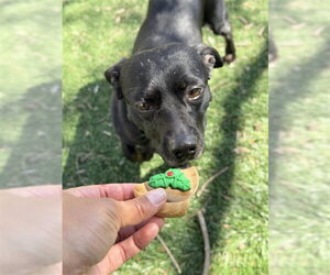 Dachshund Dogs for adoption in Fremont, CA, USA