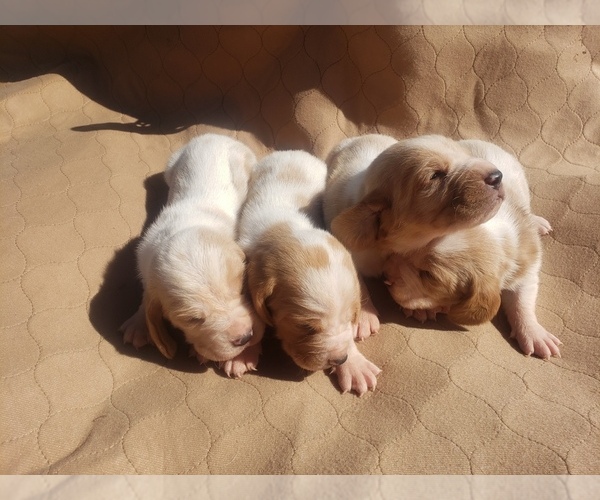 Medium Photo #5 Basset Hound Puppy For Sale in MOUNTAIN GROVE, MO, USA