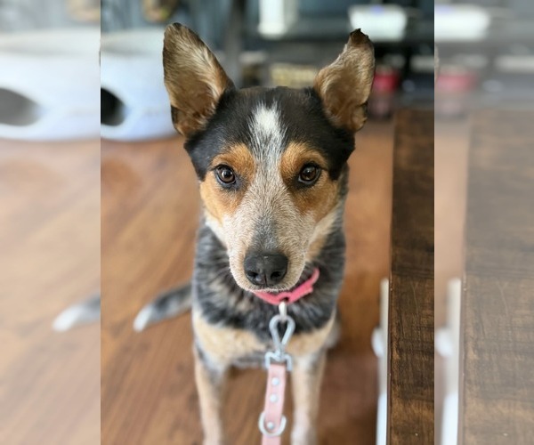 Medium Photo #3 Mutt Puppy For Sale in Rustburg, VA, USA