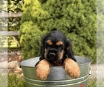 Small #3 Cocker Spaniel