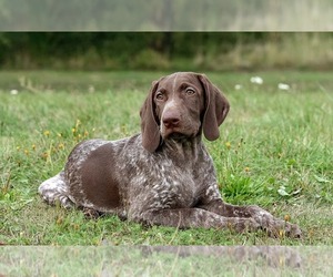 Father of the German Shorthaired Lab puppies born on 08/22/2022