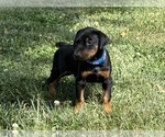 Small #11 Doberman Pinscher