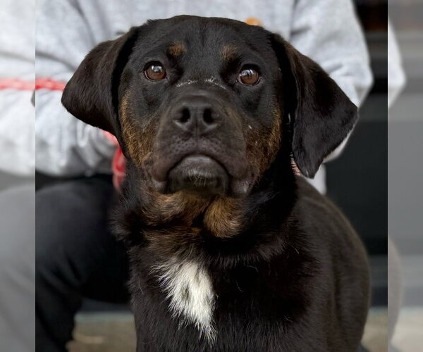 Medium Photo #14 Mutt Puppy For Sale in Canton, CT, USA