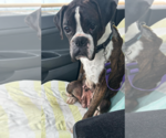Small #7 Boxer