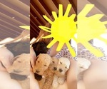 Small Photo #1 Goldendoodle Puppy For Sale in ORO VALLEY, AZ, USA