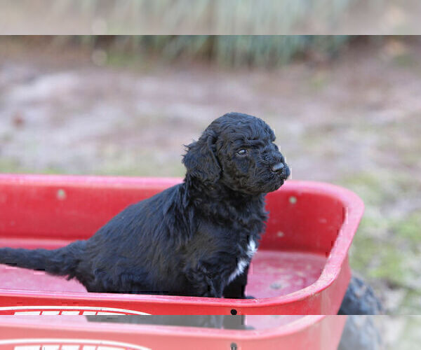 Medium Photo #6 Pyredoodle Puppy For Sale in EATONTON, GA, USA