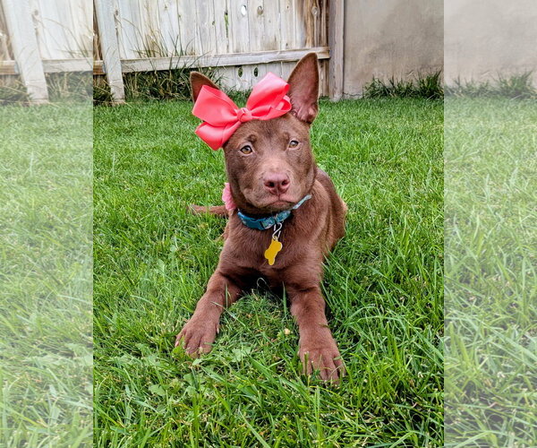 Medium Photo #3 Australian Kelpie-Unknown Mix Puppy For Sale in Sandy, UT, USA