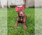 Small #2 Australian Kelpie Mix