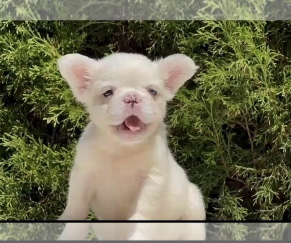 Medium Photo #4 French Bulldog Puppy For Sale in KANSAS CITY, MO, USA