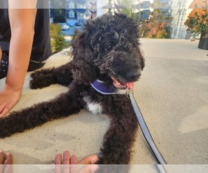 Goldendoodle Puppy for sale in LEXINGTON PARK, MD, USA