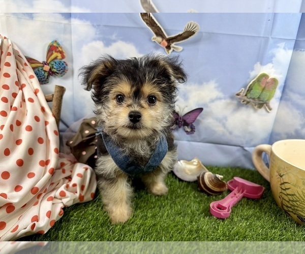 Medium Photo #14 Morkie Puppy For Sale in CASSVILLE, MO, USA