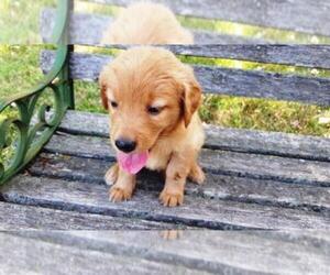 Golden Retriever Puppy for sale in LEON, KS, USA