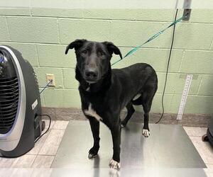 German Shepherd Dog-Unknown Mix Dogs for adoption in Grand Prairie, TX, USA