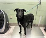 Small German Shepherd Dog Mix