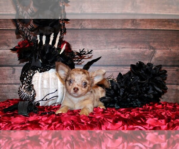 Medium Photo #1 Chihuahua Puppy For Sale in CHARLESTON, AR, USA