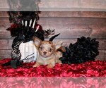 Puppy Henna Chihuahua