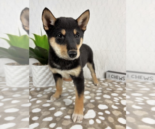 Medium Photo #3 Shiba Inu Puppy For Sale in INDIANAPOLIS, IN, USA