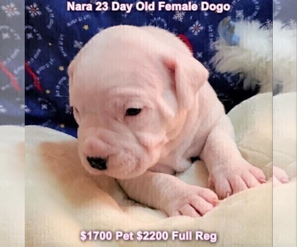 Medium Photo #25 Dogo Argentino Puppy For Sale in JANE, MO, USA