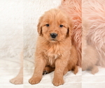Small Photo #5 Golden Retriever Puppy For Sale in MILLERSBURG, OH, USA