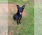 Small #4 Labrador Retriever Mix