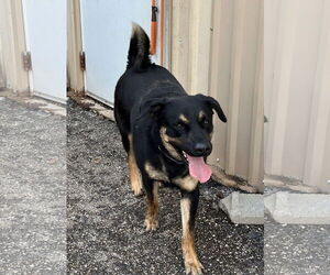 Rottweiler-Unknown Mix Dogs for adoption in Houston, TX, USA