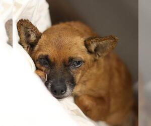 Chihuahua Dogs for adoption in San Antonio, TX, USA