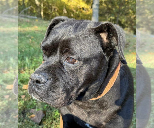 Medium Photo #3 Bulldog Puppy For Sale in Thomasville, NC, USA