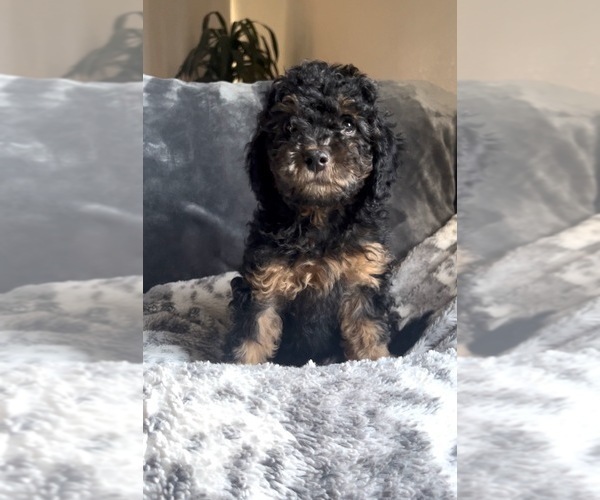 Medium Photo #3 Goldendoodle mix (+ Poodle Miniature) Puppy For Sale in FONTANA, CA, USA