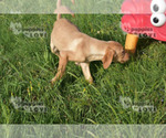 Small Photo #6 Labrador Retriever Puppy For Sale in SANGER, TX, USA