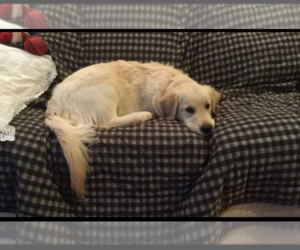 English Cream Golden Retriever Dog for Adoption in EAST ELLIJAY, Georgia USA