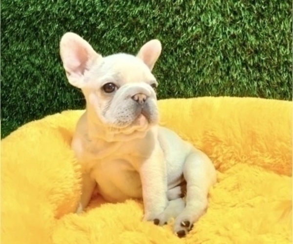Medium Photo #2 French Bulldog Puppy For Sale in BEAVERTON, OR, USA